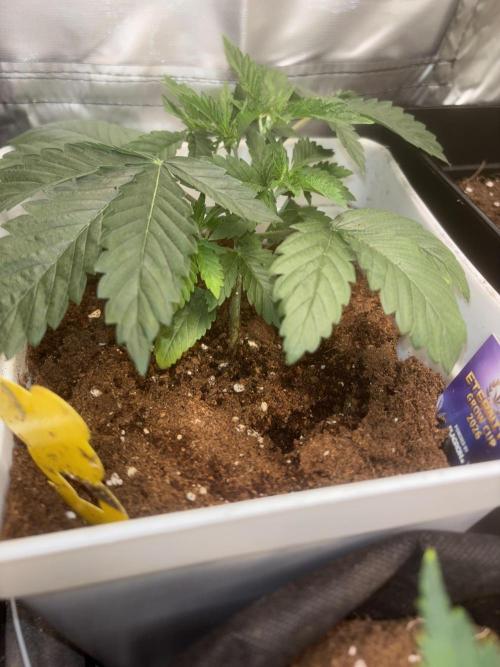 Eternity Grow Cup 2026. Week 4 - 1/3