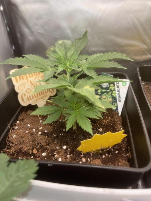 Eternity Grow Cup 2026. Week 4 - 2/3