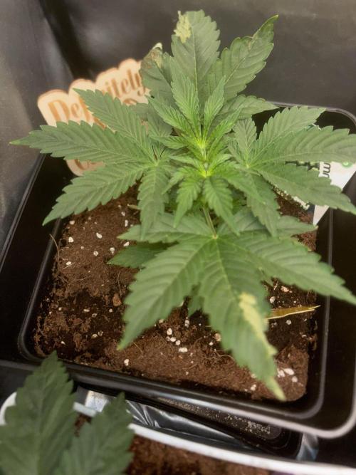 Eternity Grow Cup 2026. Week 4 - 2/3