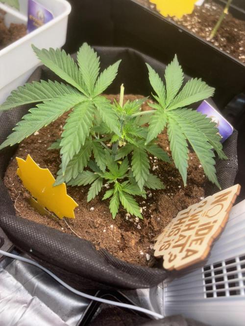 Eternity Grow Cup 2026. Week 4 - 3/3