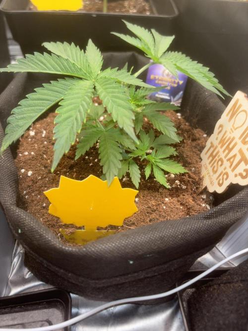 Eternity Grow Cup 2026. Week 4 - 3/3