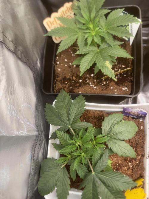 Eternity Grow Cup 2026. Week 4