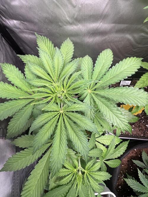 Eternity Grow Cup 2026. Week 5 - 1/3