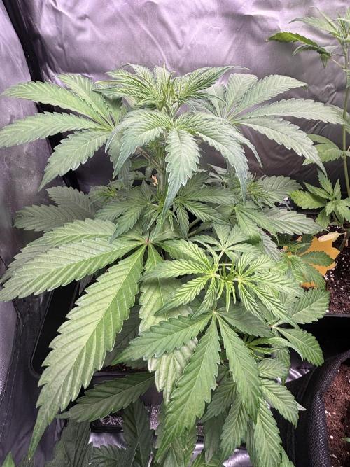 Eternity Grow Cup 2026. Week 5 - 1/3