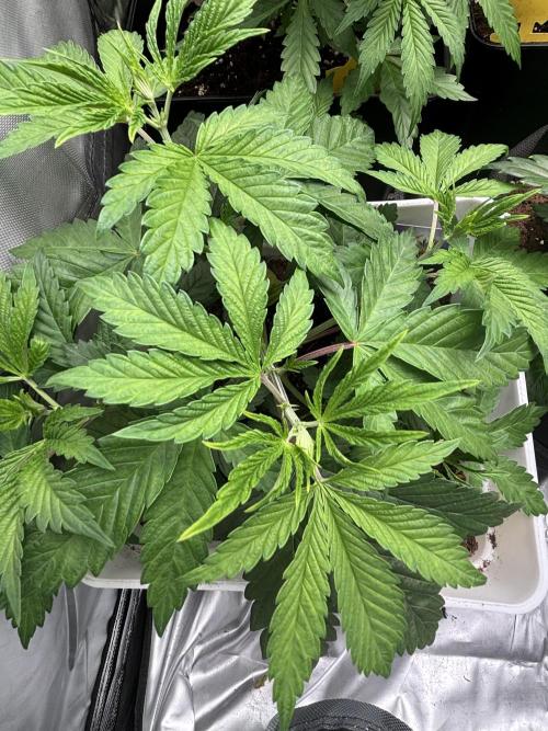 Eternity Grow Cup 2026. Week 5 - 2/3