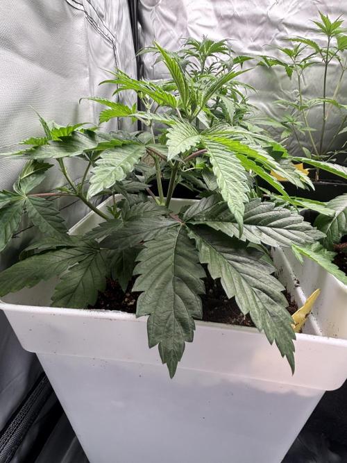 Eternity Grow Cup 2026. Week 5 - 2/3