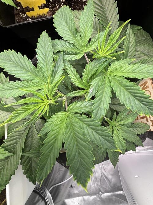 Eternity Grow Cup 2026. Week 5 - 3/3