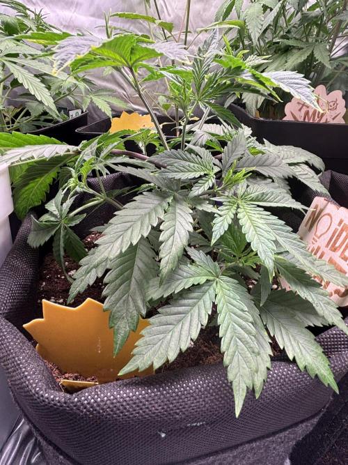 Eternity Grow Cup 2026. Week 5 - 3/3