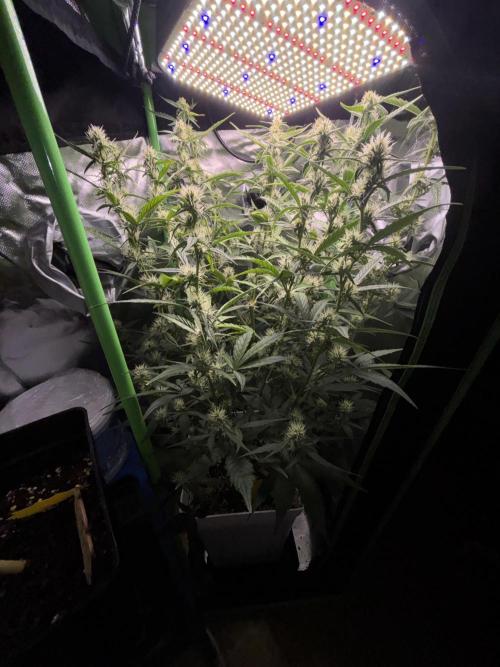 Northern lights auto. Week 8