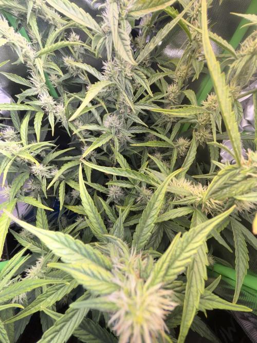 Northern lights auto. Week 8