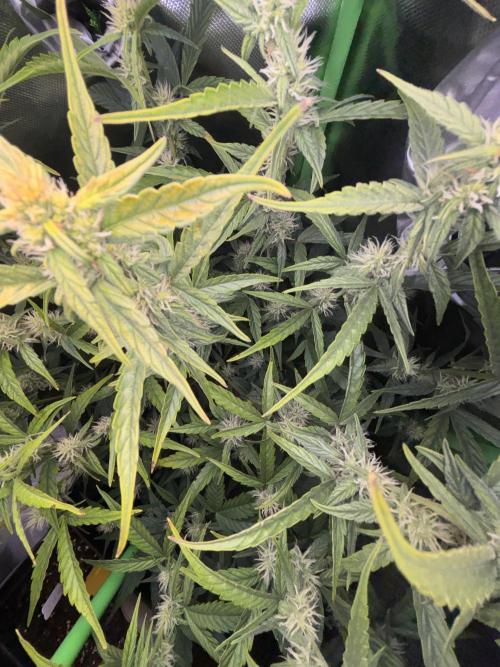 Northern lights auto. Week 8
