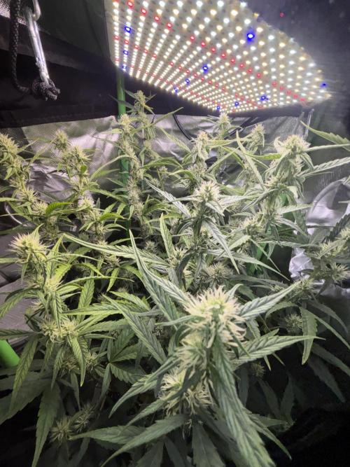Northern lights auto. Week 8
