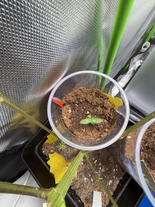 Black Muffin & Gomu Gomu Mango. Week 1