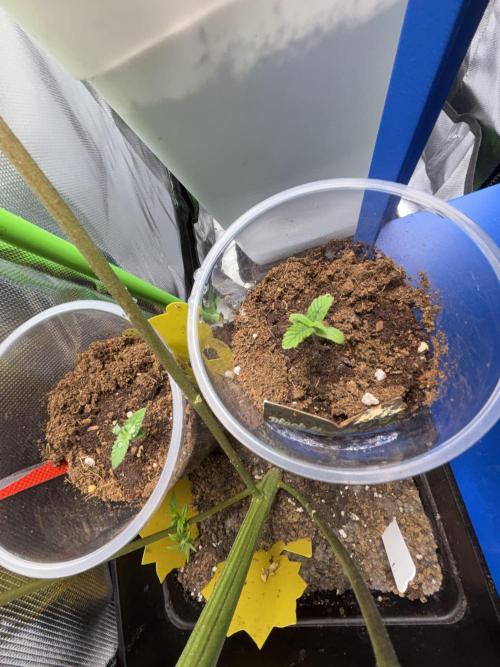 Black Muffin & Gomu Gomu Mango. Week 1