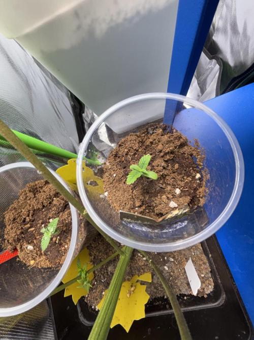 Black Muffin & Gomu Gomu Mango. Week 1