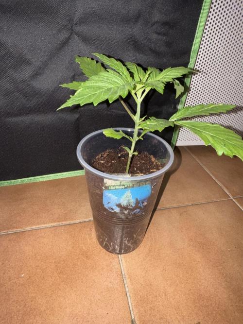 Black Muffin & Gomu Gomu Mango. Week 2