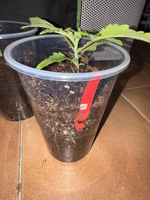 Black Muffin & Gomu Gomu Mango. Week 2