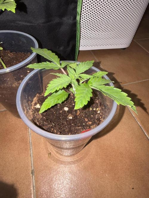 Black Muffin & Gomu Gomu Mango. Week 2