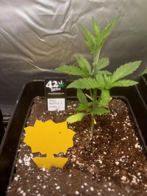 Black Muffin & Gomu Gomu Mango. Week 3 - Black m 