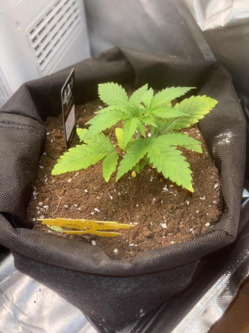 Black Muffin & Gomu Gomu Mango. Week 3 - Me di cuenta que tenía las raíces encharcadas, pero por suerte no ha muerto. 
