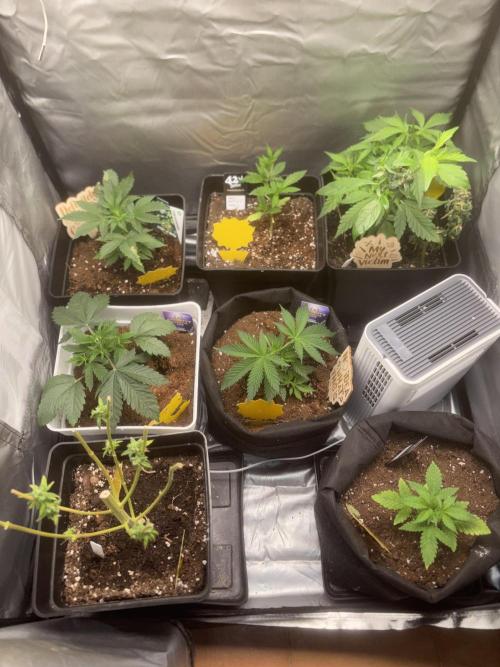 Black Muffin & Gomu Gomu Mango. Week 3