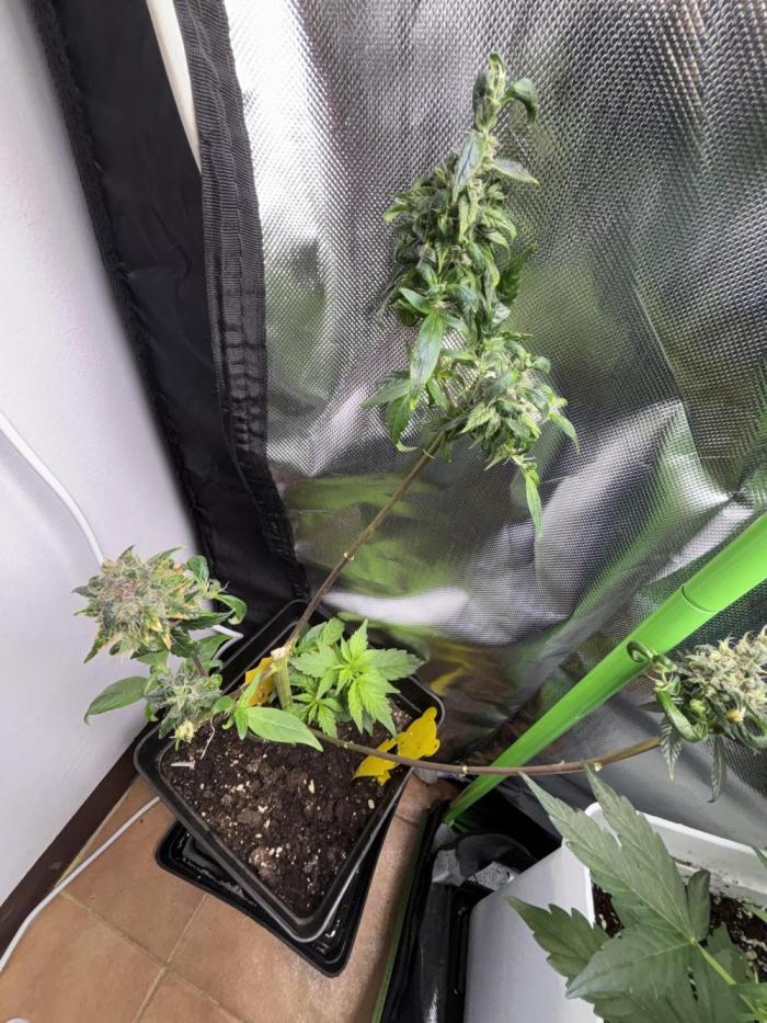 Revegetación red hot cookie. Week 3