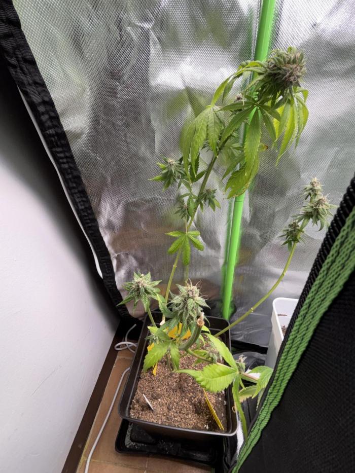 Revegetación red hot cookie. Week 1