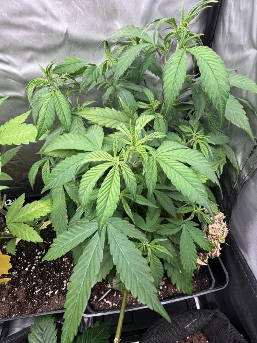 Revegetación red hot cookie. Week 5