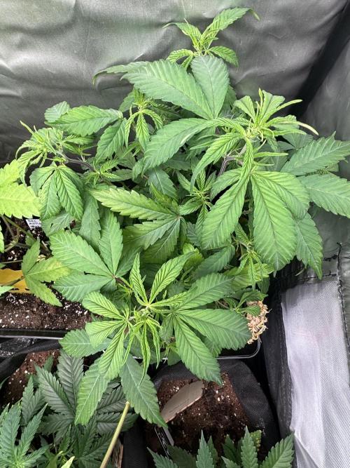 Revegetación red hot cookie. Week 5