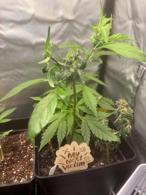 Revegetación red hot cookie. Week 4