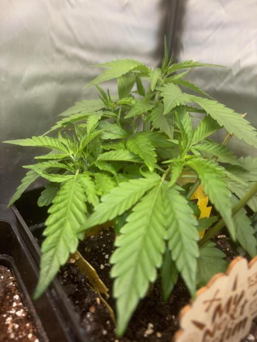 Revegetación red hot cookie. Week 4