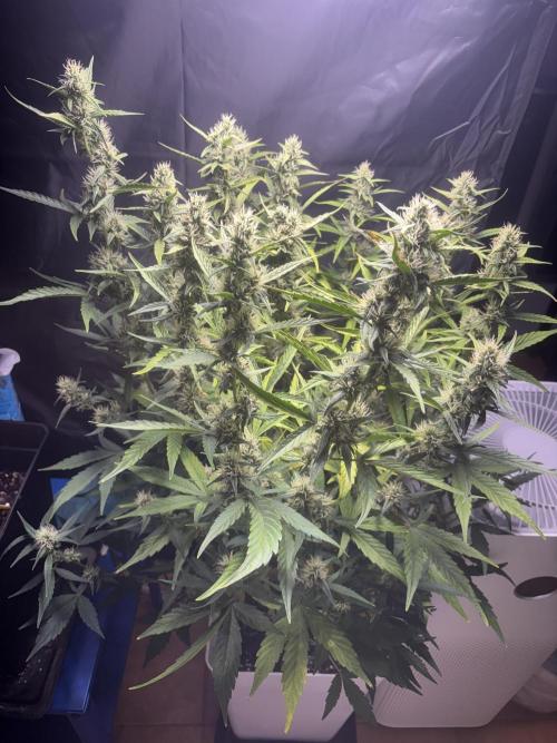 Northern lights auto. Week 9