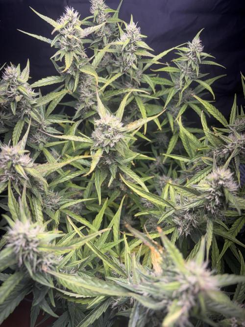 Northern lights auto. Week 9