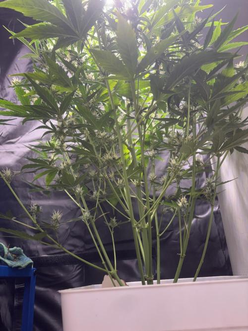Northern lights auto. Week 9