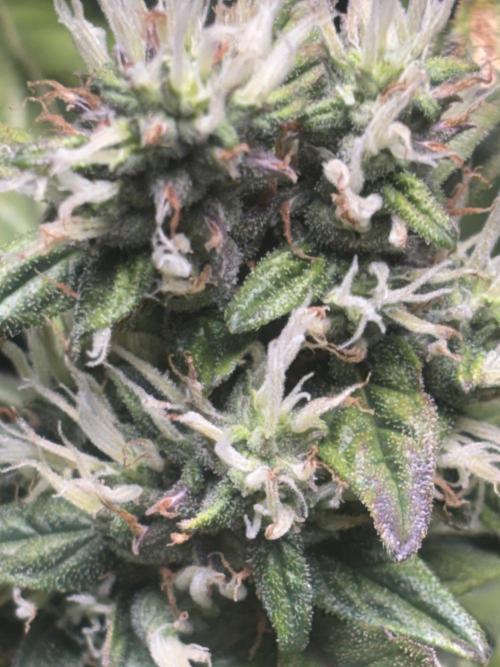 Northern lights auto. Week 9
