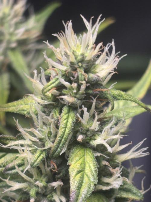 Northern lights auto. Week 9
