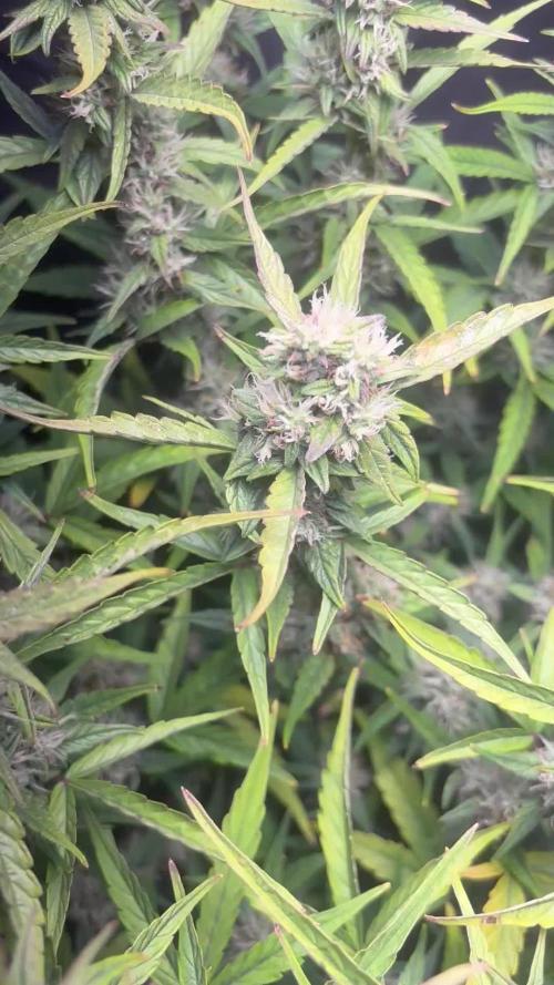 Northern lights auto