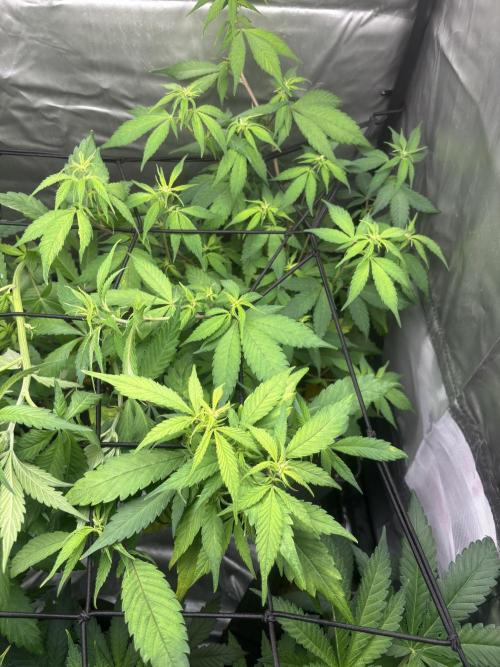 Revegetación red hot cookie. Week 6