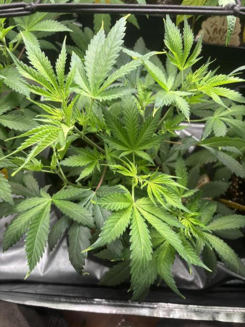Eternity Grow Cup 2026. Week 6 - 1/3