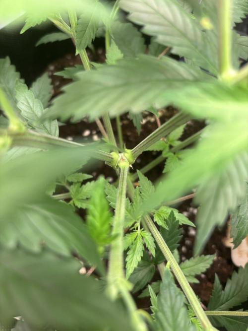 Eternity Grow Cup 2026. Week 6 - 1/3