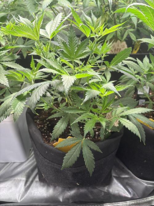 Eternity Grow Cup 2026. Week 6 - 1/3