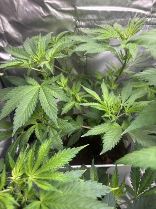 Eternity Grow Cup 2026. Week 6 - 2/3