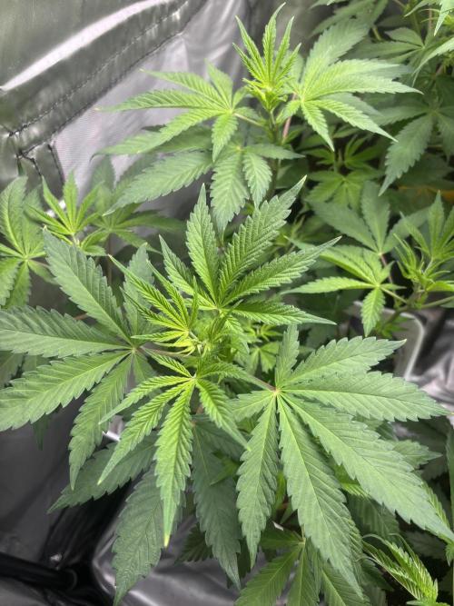 Eternity Grow Cup 2026. Week 6 - 2/3