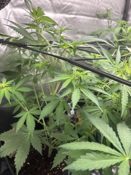 Eternity Grow Cup 2026. Week 6 - 3/3
