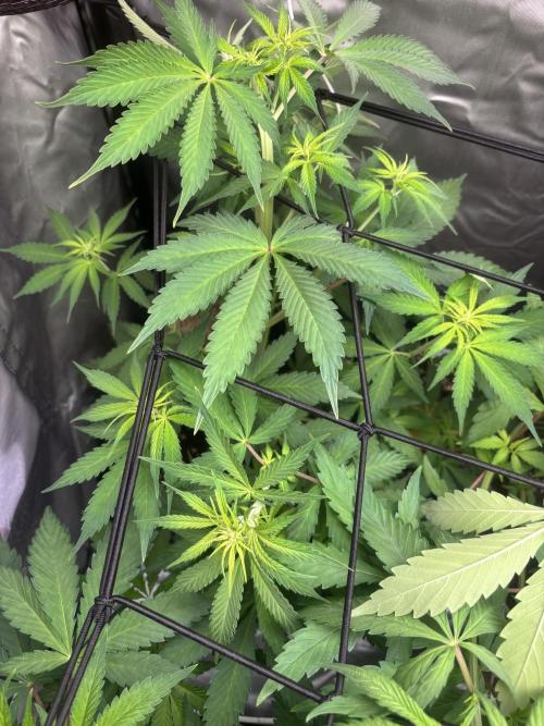 Eternity Grow Cup 2026. Week 6 - 3/3