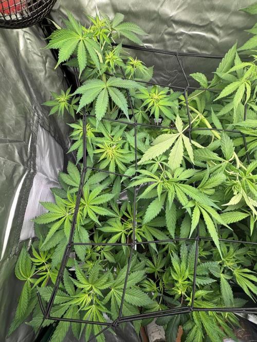 Eternity Grow Cup 2026. Week 6 - 1,2 y 3 