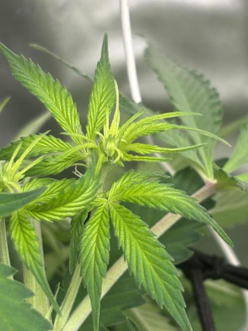 Eternity Grow Cup 2026. Week 6 - 3/3