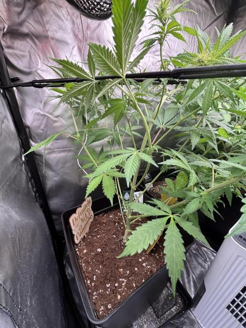Eternity Grow Cup 2026. Week 7 - 1/3
