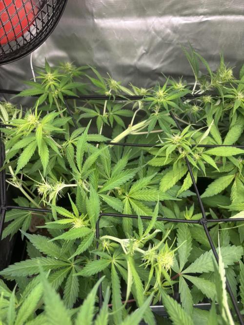 Eternity Grow Cup 2026. Week 7 - 1/3