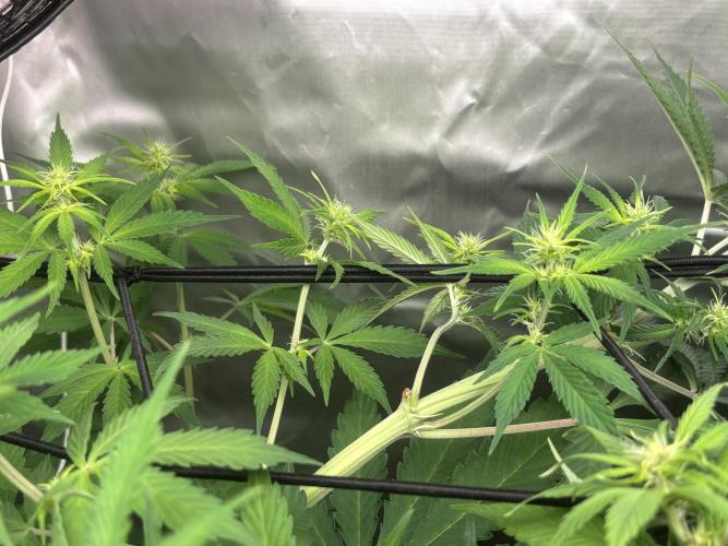 Eternity Grow Cup 2026. Week 7 - 1/3